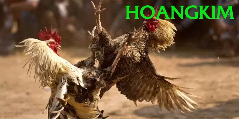 Đá Gà Trực Tiếp - hoangkim - Game hot