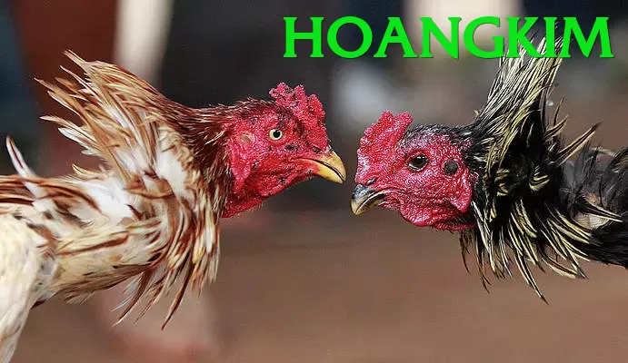 Đá Gà Trực Tiếp - Ưu đãi đặc biệt - Tài khoản